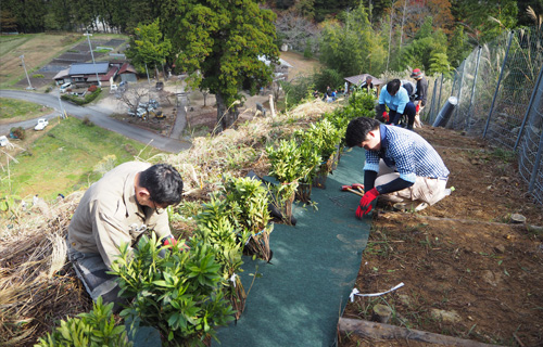 植樹の様子